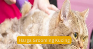 Harga Grooming Kucing