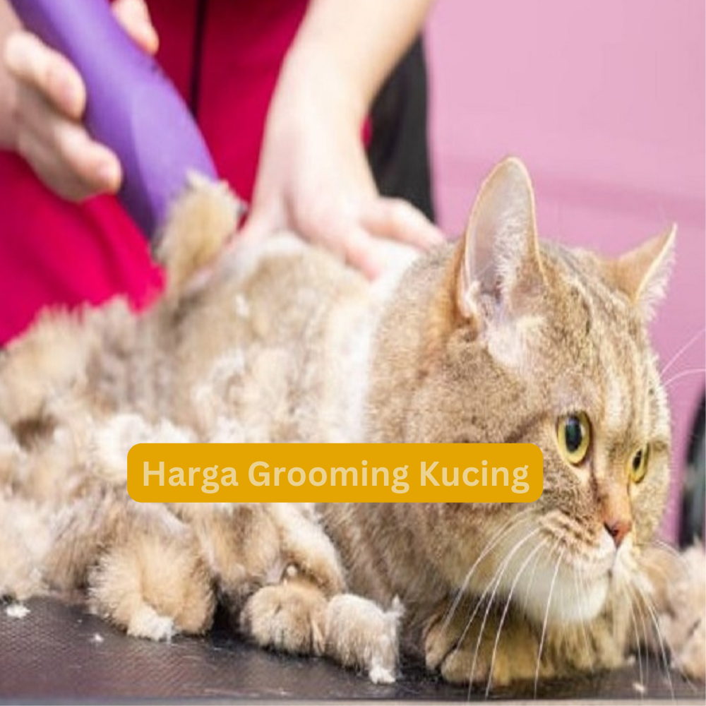 Harga Grooming Kucing