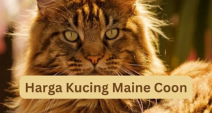 Harga Kucing Maine Coon