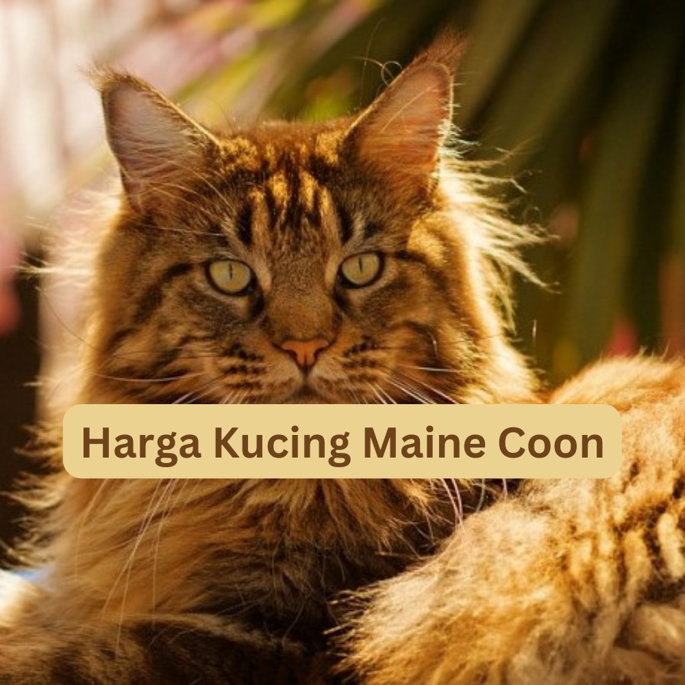 Harga Kucing Maine Coon