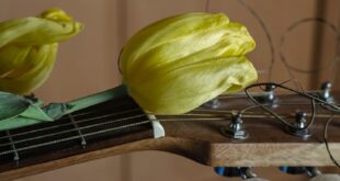 Cara Stem Gitar Dengan Aplikasi Mudah untuk Pemula