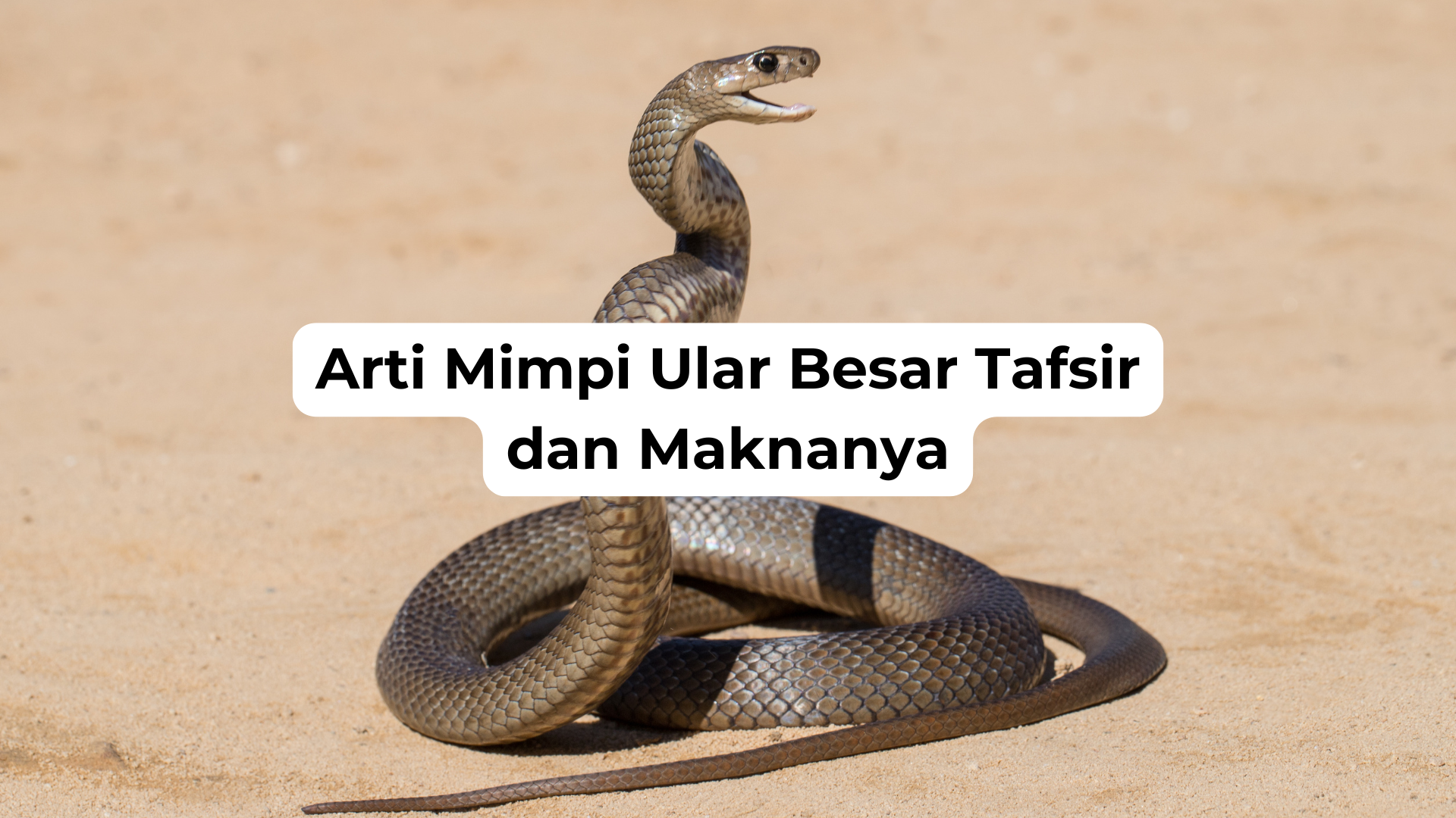 Arti Mimpi Ular Besar Tafsir dan Maknanya