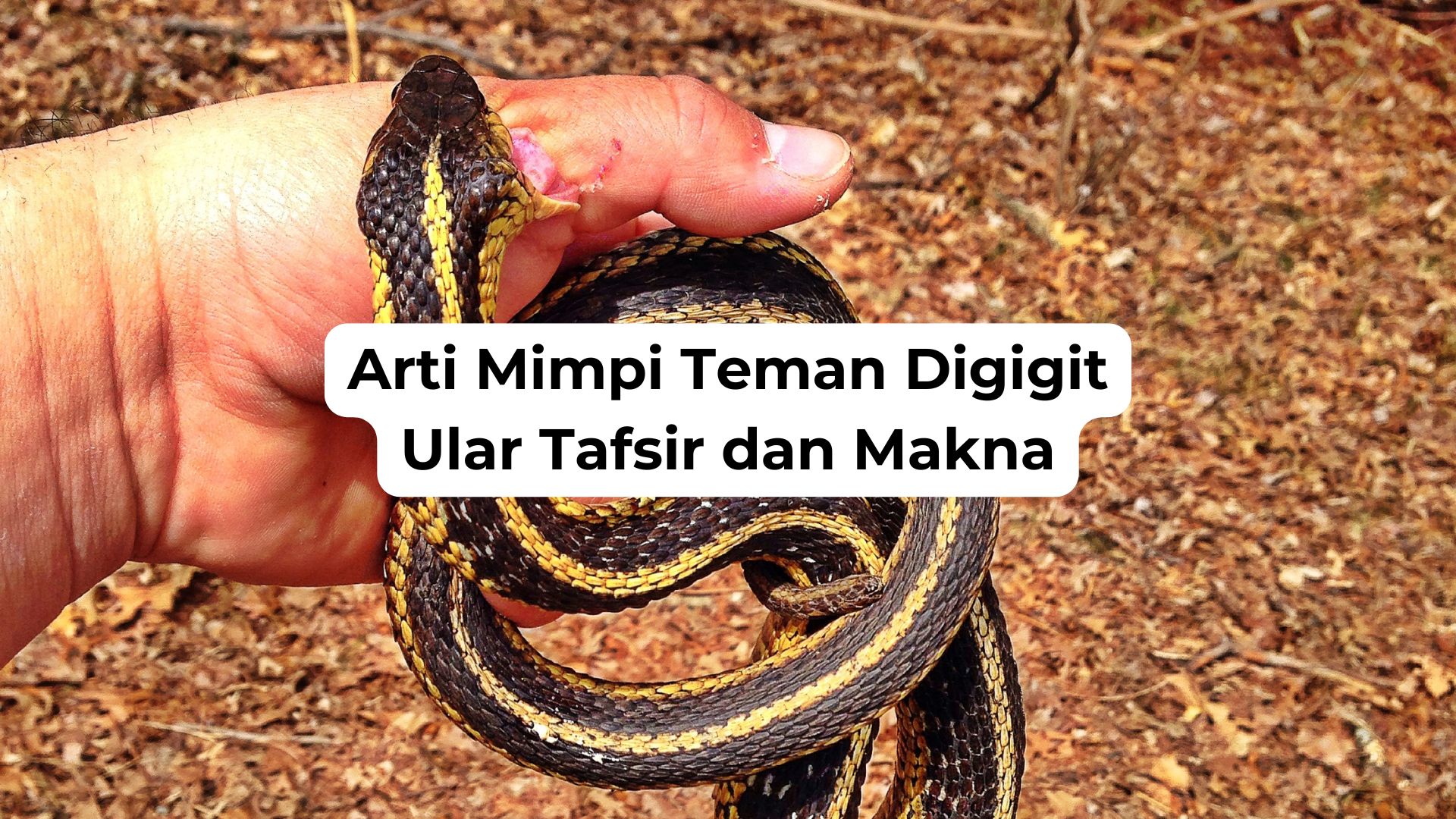 Arti Mimpi Teman Digigit Ular Tafsir dan Makna