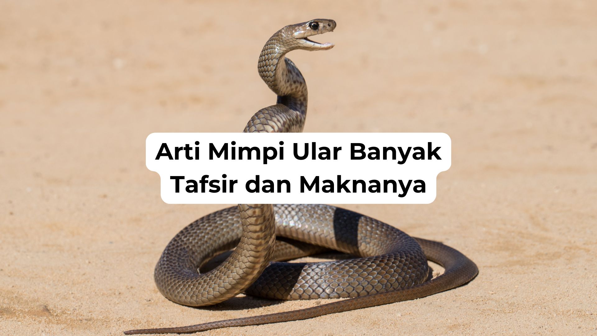 Arti Mimpi Ular Banyak Tafsir dan Maknanya