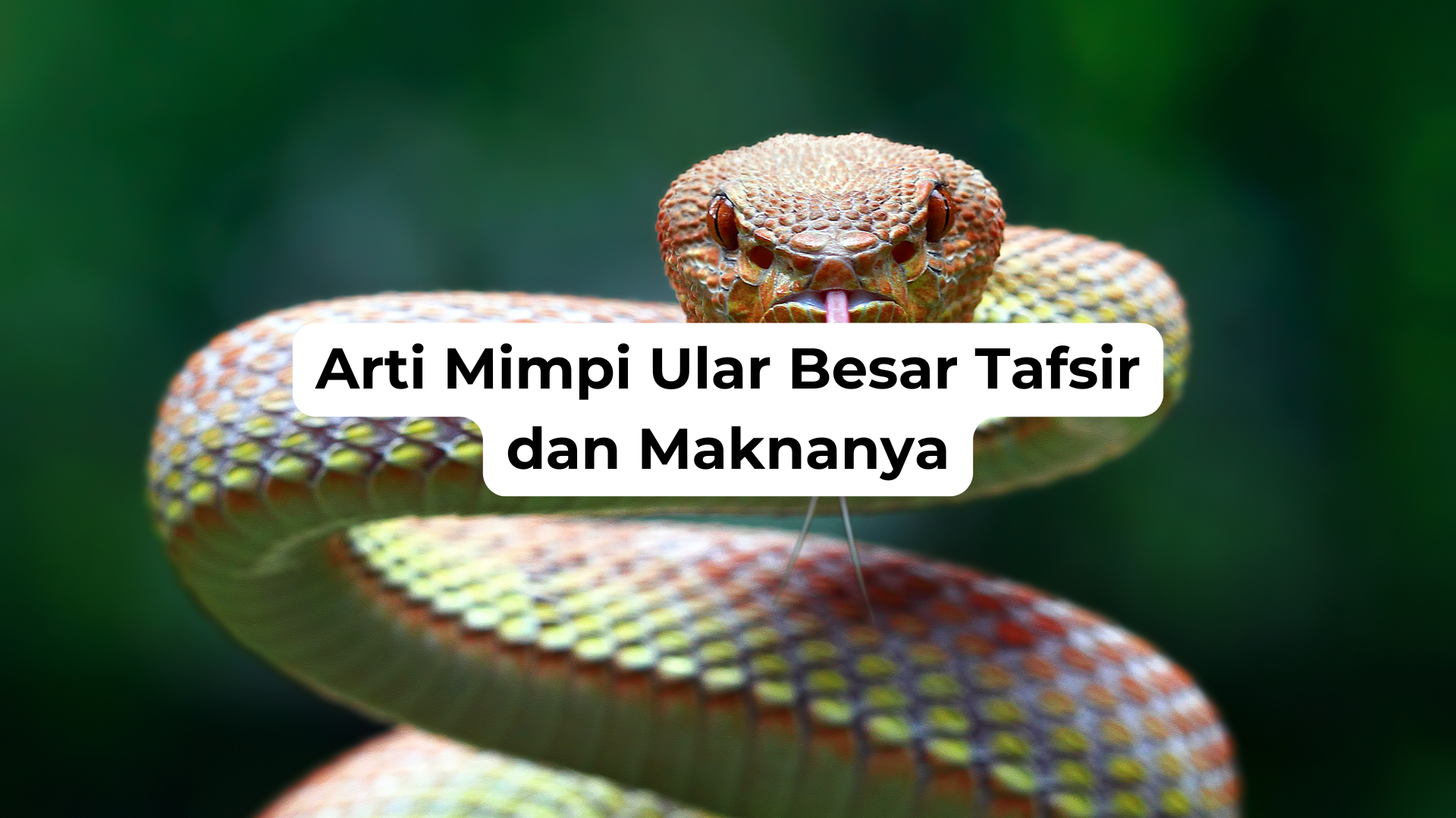 Arti Mimpi Ular Besar Tafsir dan Maknanya